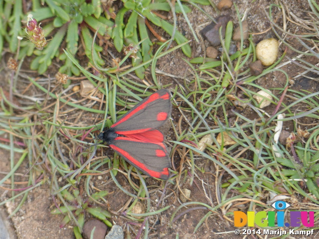 FZ005501 The Cinnabar (Tyria jacobaeae) butterfly